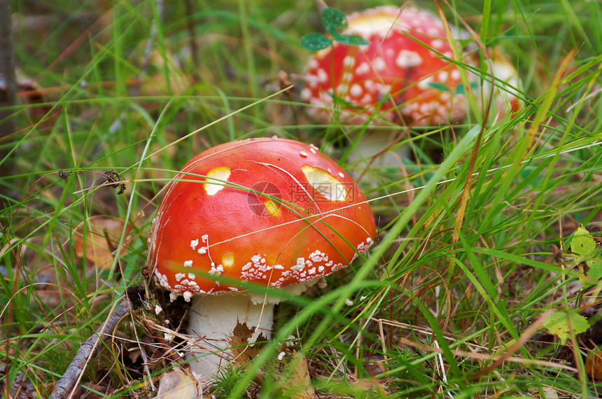 Amanita 有毒蘑菇生长侏儒森林宏观木头季节红色魔法荒野菌类图片