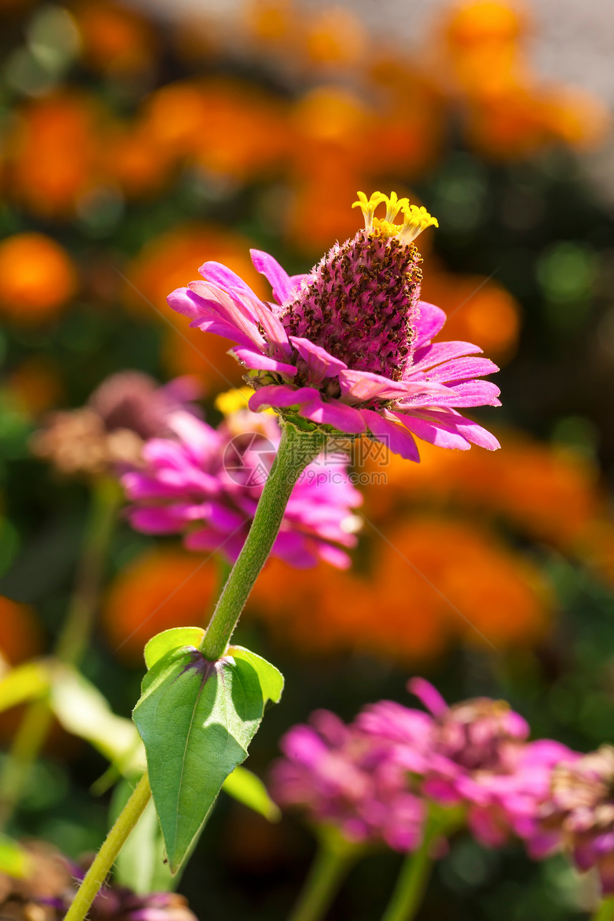 粉色锌生长黄色叶子花园植物群花瓣宏观季节性植物学植物图片