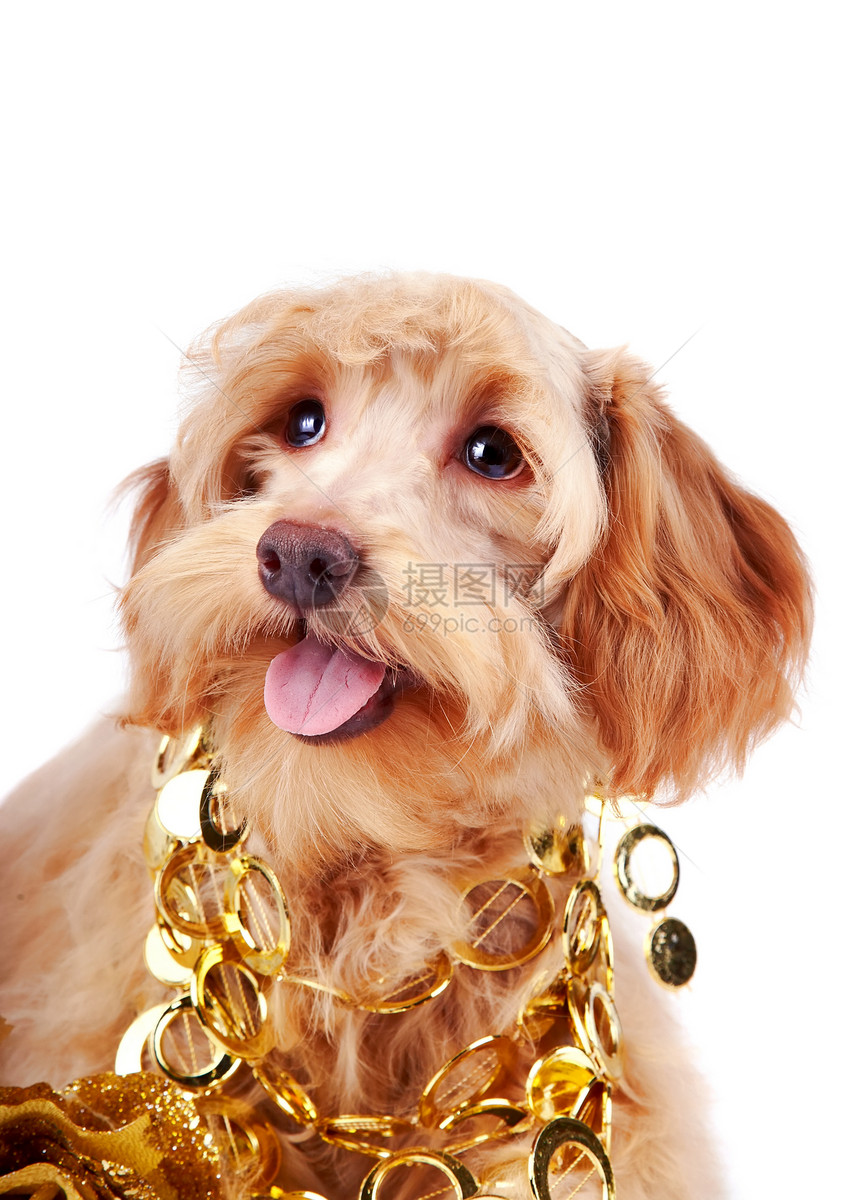 金装饰的装饰狗肖像图片