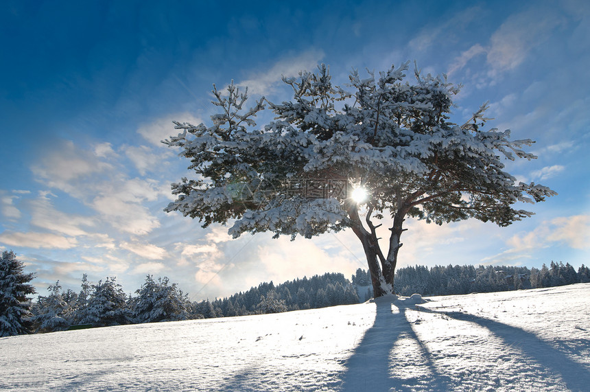 冬树二图片