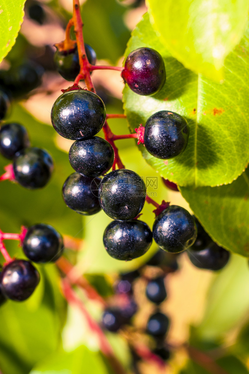 阿罗亚水果荒野食物衬套黑色苦莓白色花园枝条绿色植物图片