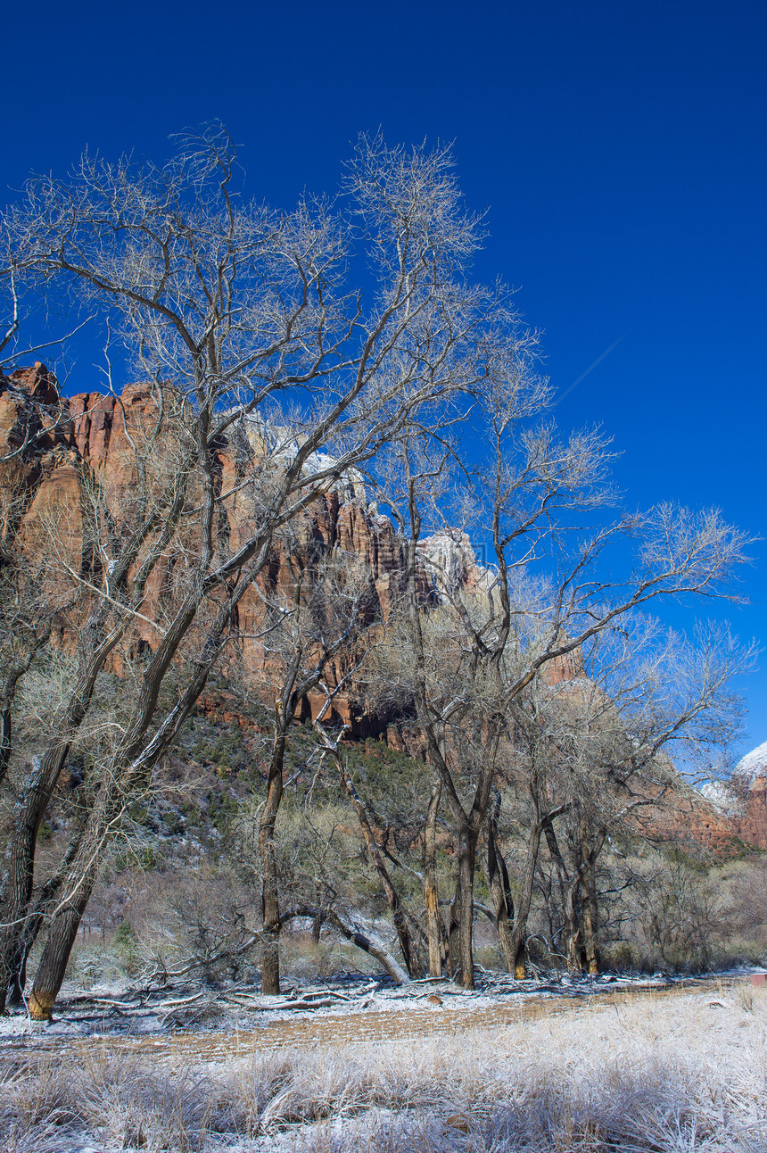 锡安公园岩石国家石头峡谷假期公园橙子蓝色树木游客图片