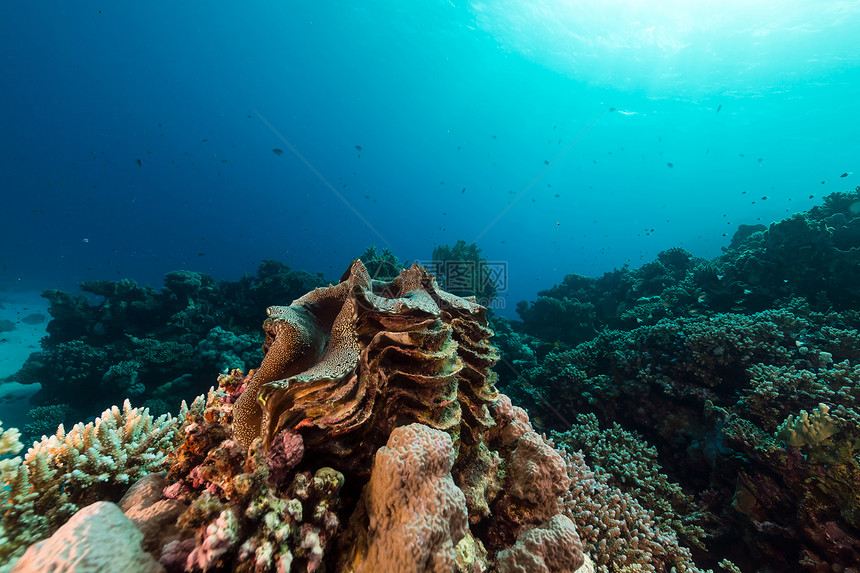 红海的巨型蛤和热带珊瑚礁太阳植物射线盐水珊瑚阳光海景生活潜水太阳光图片