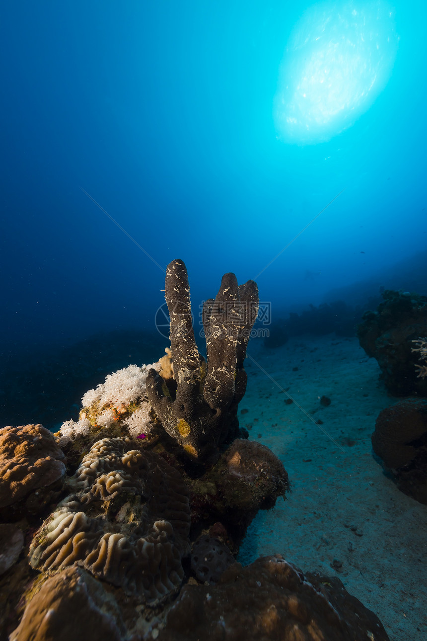 红海热带珊瑚礁和鱼类情调蓝色射线珊瑚场景植物阳光潜水太阳太阳光图片