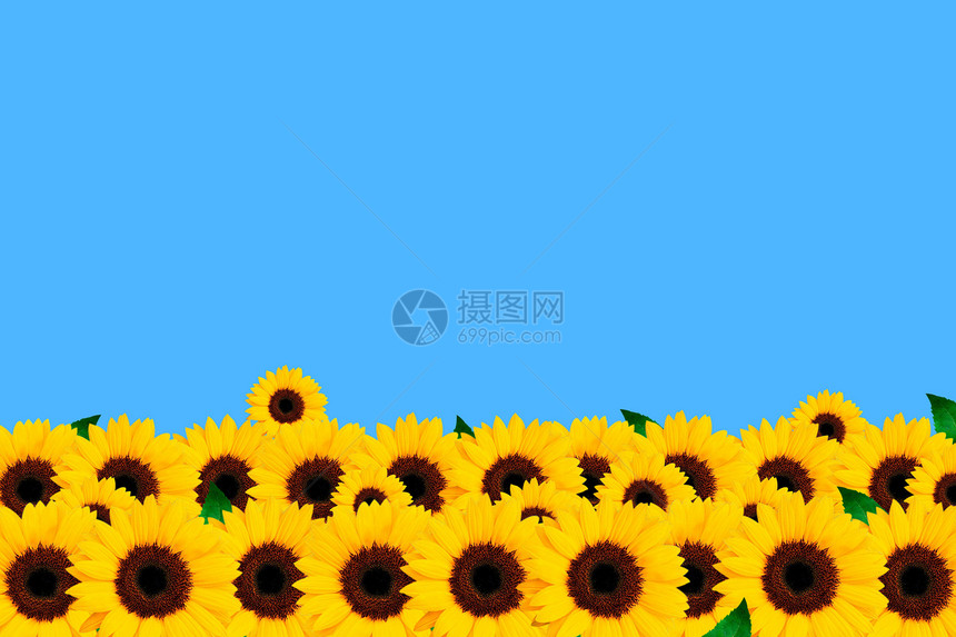 蓝背景的向日葵图片