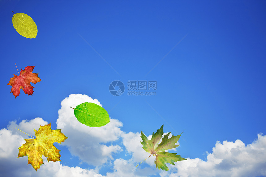 叶叶和天空景观气氛黄色植物天气白色多云叶子蓝色空气图片