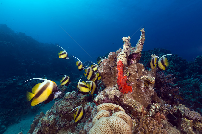 红海的香蕉鱼和热带珊瑚礁盐水潜水海景太阳光珊瑚射线情调蓝色异国天堂图片