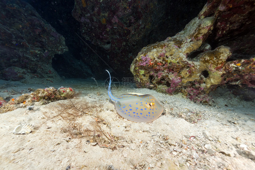 红海的蓝斑刺和热带珊瑚礁情调海洋阳光珊瑚海景植物潜水蓝色射线天堂图片