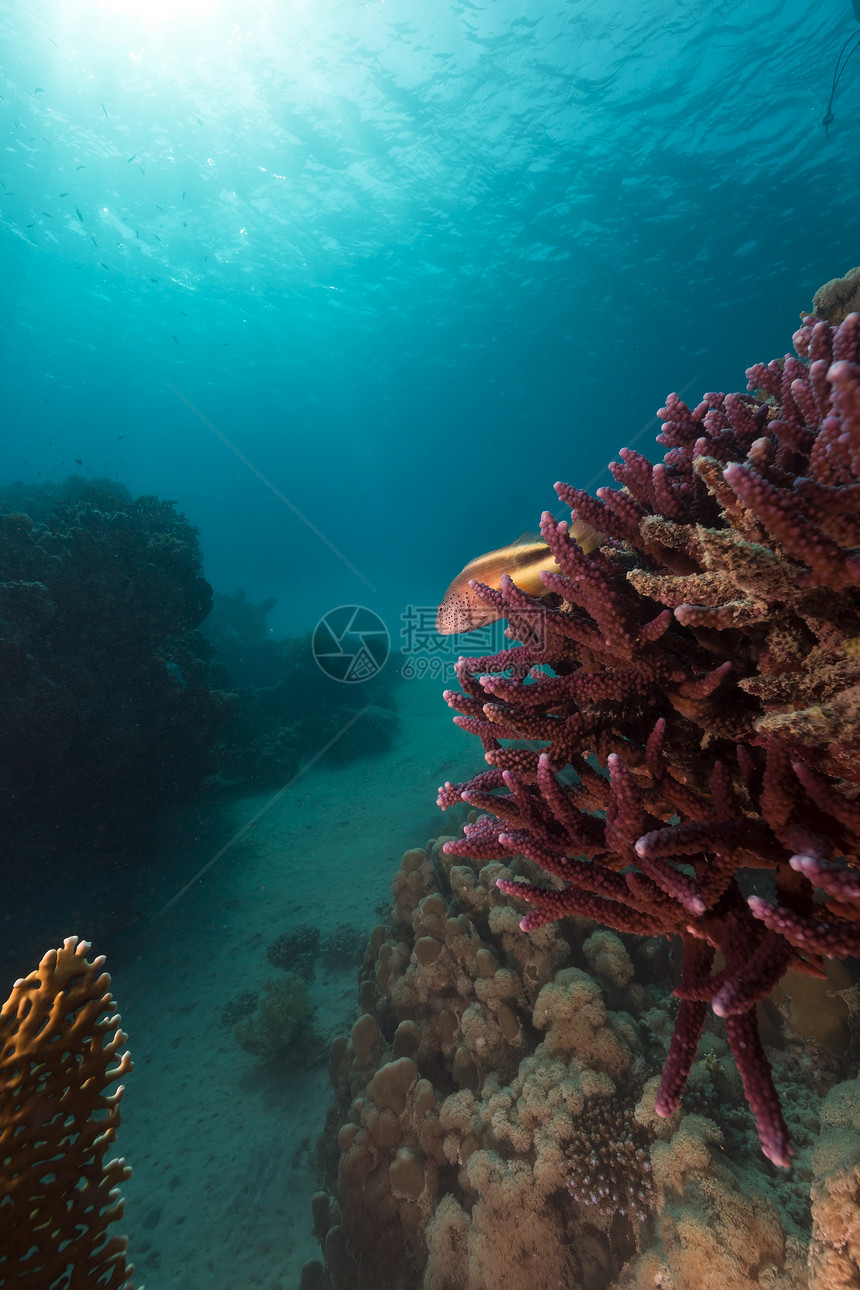 红海的鱼类和热带珊瑚礁异国天堂太阳海洋珊瑚太阳光场景盐水阳光射线图片