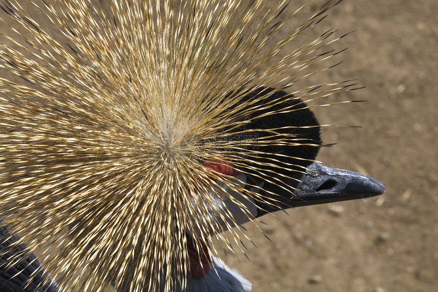 南冠式起重车特写荒野白色羽毛动物园动物野生动物红色起重机鸟类翅膀图片