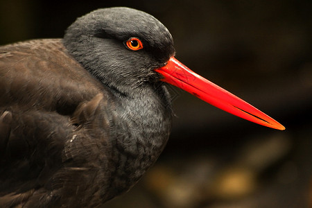 黑牡蛎捕鸟鸟羽毛 明亮红嘴背景图片