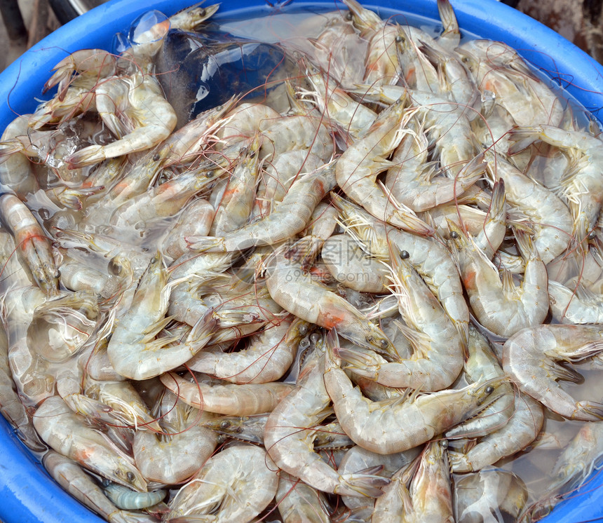 新鲜虾虾厨房海洋贝类饮食动物餐厅美食蓝色食物店铺图片