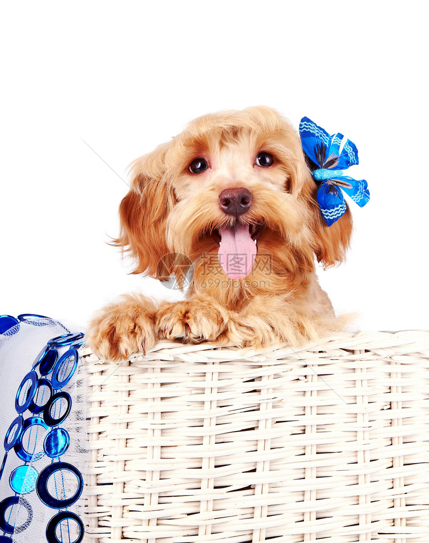 白色篮子中蓝装饰品的装饰狗肖像图片