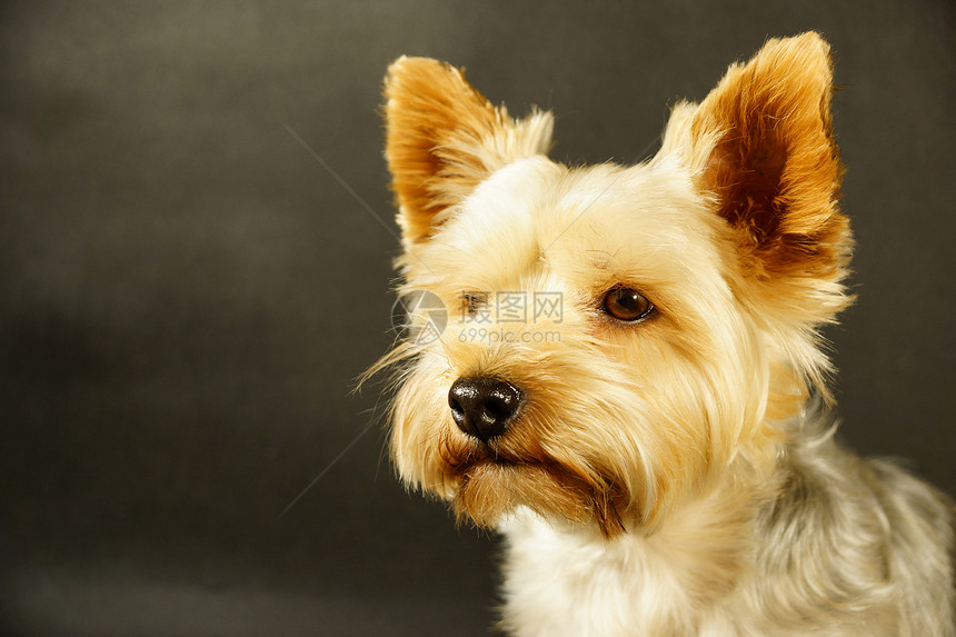 约克郡起重港犬类魅力宠物毛皮猎犬质量哺乳动物动物班级展示图片