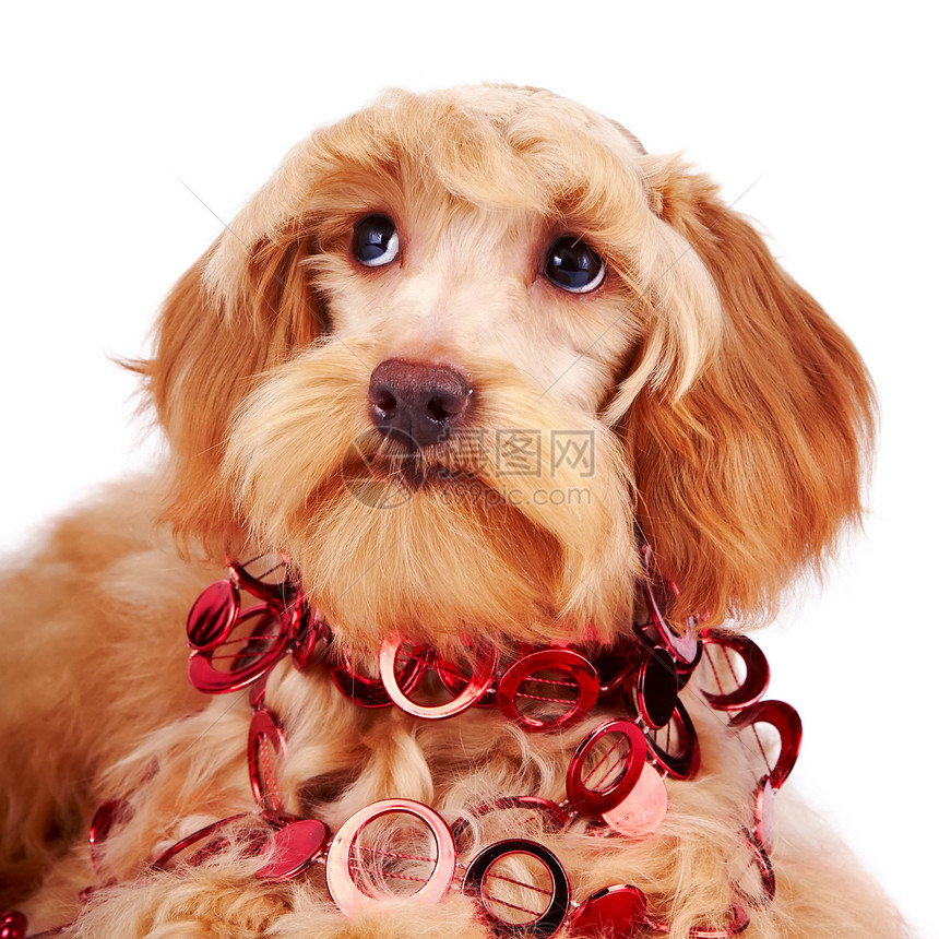 红装饰的装饰狗肖像朋友友谊哺乳动物快乐动物幸福褐色兰花毛皮犬类图片