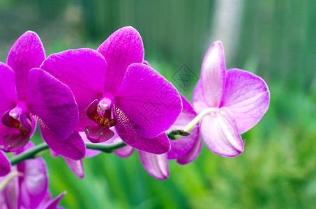 兰花情调异国生长紫色花瓣叶子植物群礼物阳光花园背景图片