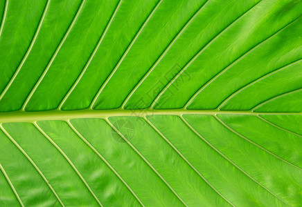 叶子脉络光合作用宏观环境植物群生活生长绿色植物生态背景图片