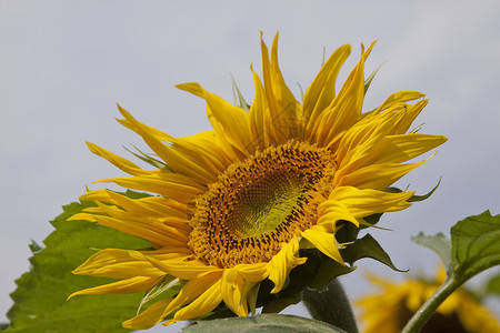 向日葵生产植物太阳背景图片