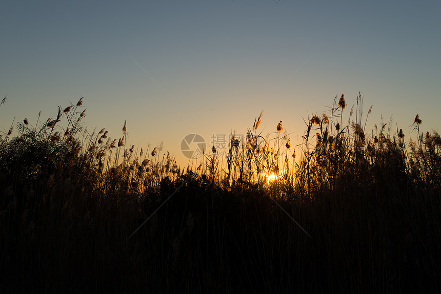 Reeds 环形图太阳日出阳光背光植物群植物甘蔗水平荒野图片