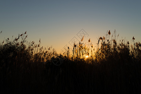 超广角日出图Reeds 环形图太阳日出阳光背光植物群植物甘蔗水平荒野背景