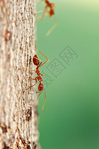 蚂蚁主题素材树上蚂蚁背景
