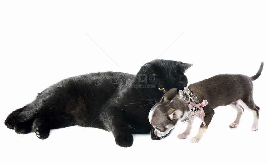 小狗吉娃娃和猫动物白色犬类友谊宠物衣领棕色黑色朋友们工作室图片