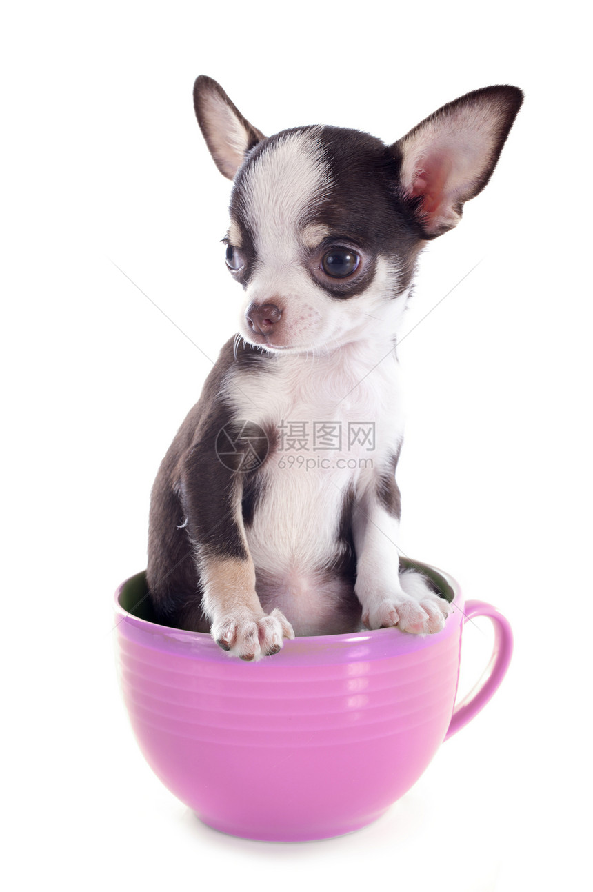 在杯子里的小小狗吉娃娃宠物犬类咖啡杯伴侣罩杯工作室白色尺寸动物棕色图片