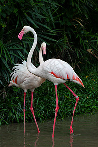 异国情调的鸟古巴粉色的高清图片