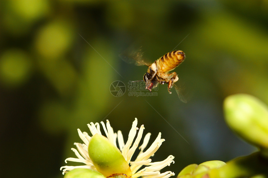 蜂蜜收集花蜜花粉荒野季节宏观粮食工人昆虫雌蕊植物团队图片