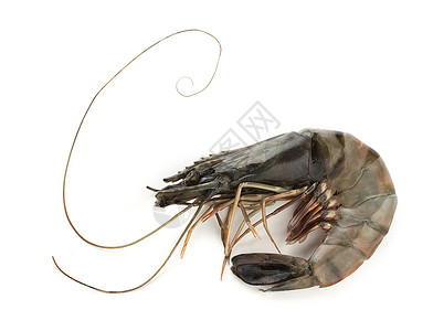 虎虾海鲜食物动物生产灰色甲壳背景图片