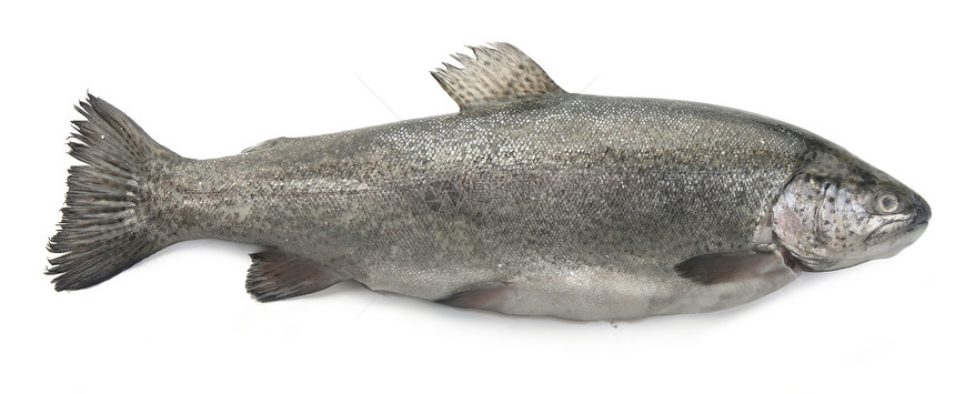 Raw 鳟鱼食物海鲜树干灰色彩虹图片