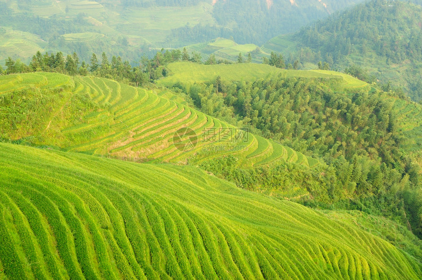 绿稻田几何场地采掘农作物土地风景农场农业森林阳台图片