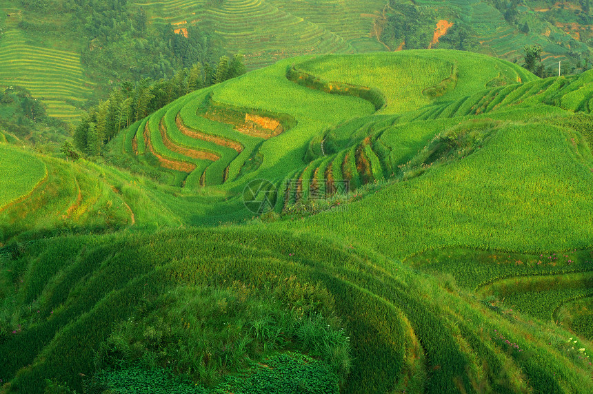 中国绿稻田农作物场地森林风景农田曲线阳台农场土地采掘图片