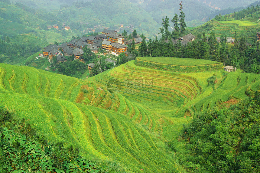 中国的绿稻田图片
