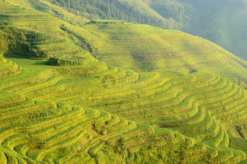 中国绿稻田农场农田场地几何农作物农业曲线阳台森林风景图片