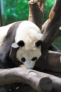 巨熊熊猫白色濒危动物园木头睡眠救援野生动物国家黑色宝藏背景图片