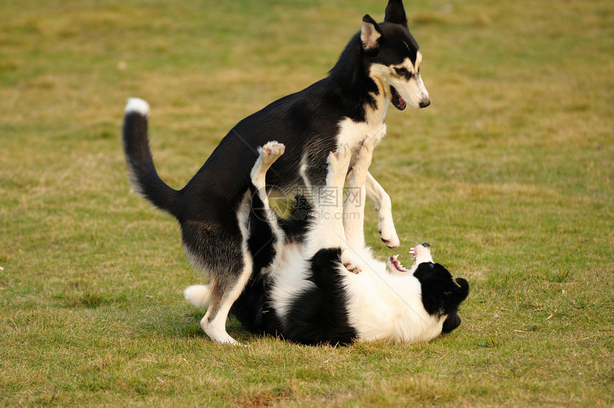 玩狗狗哺乳动物头发小狗牧羊犬边界跑步犬类韧性朋友伴侣图片