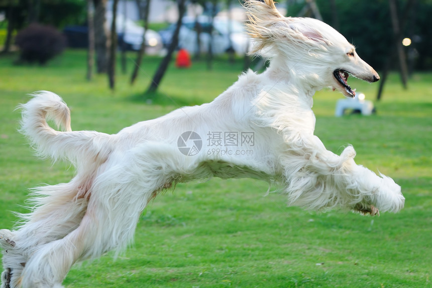 阿富汗猎犬跑狗伴侣韧性犬类头发哺乳动物绿色草地宠物动物白色图片