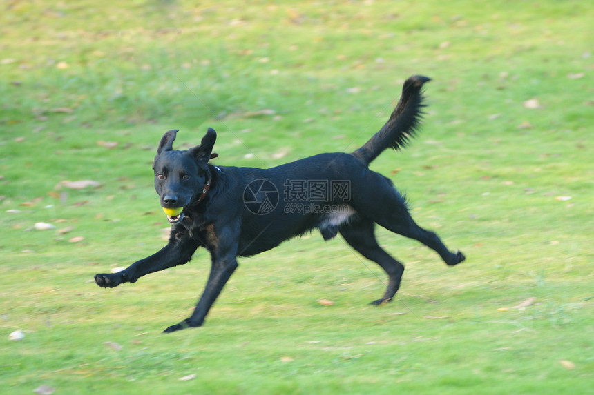 拉布拉多犬跑狗绿色伴侣哺乳动物犬类黑色朋友草地宠物跑步猎犬图片