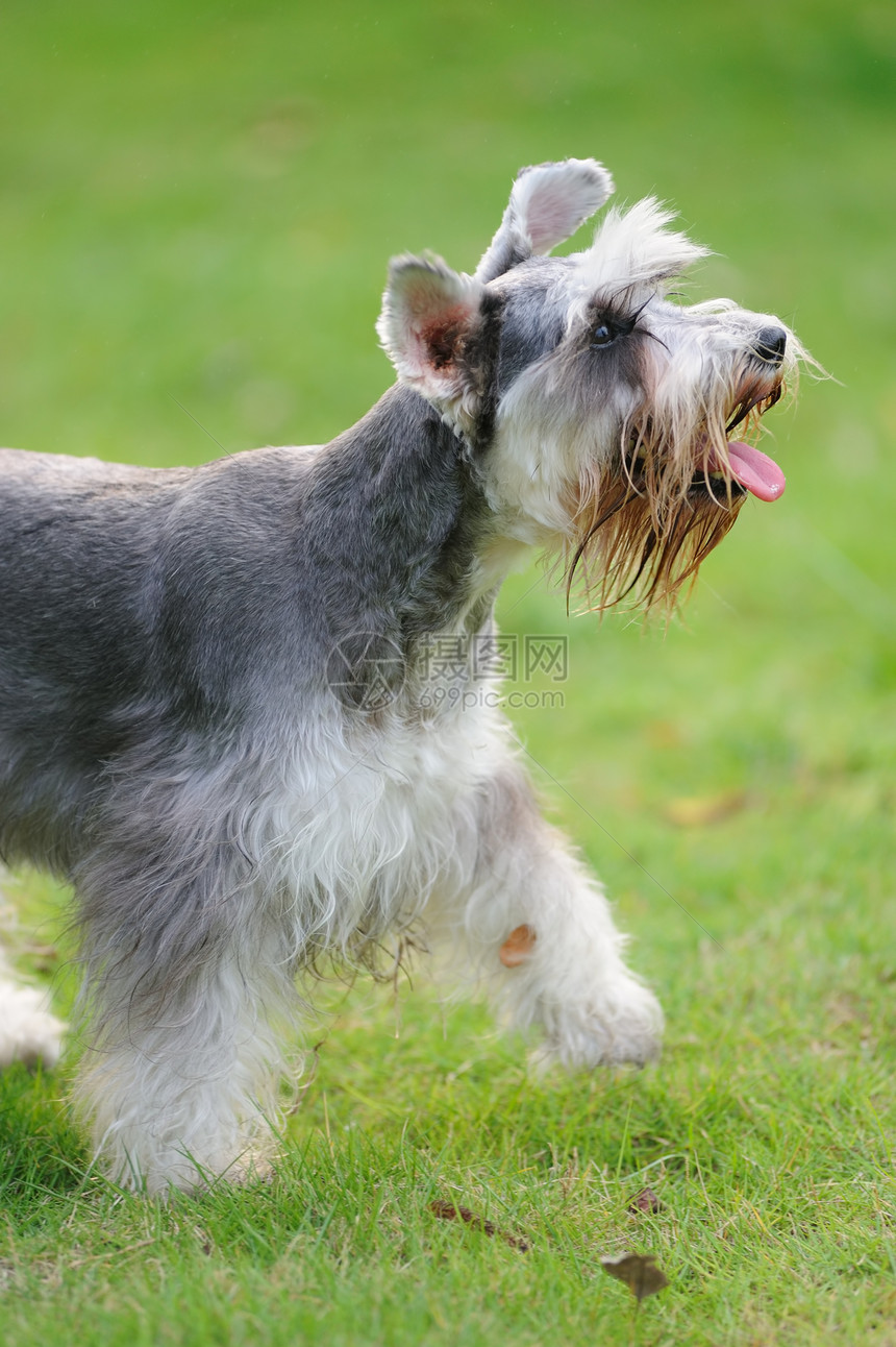 微型Schnaurzer狗宠物头发草地犬类灰色哺乳动物小狗图片