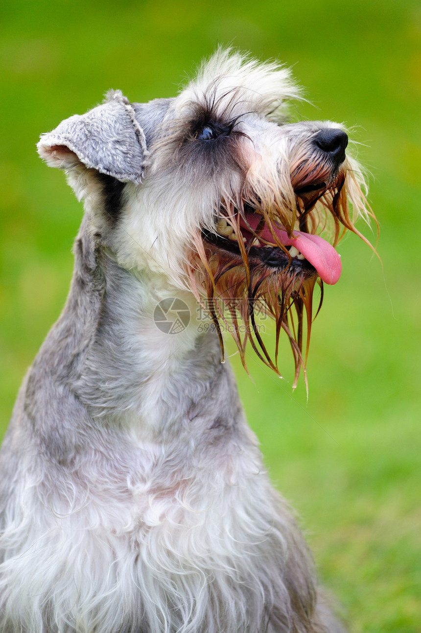 微型Schnaurzer狗宠物犬类草地哺乳动物绿色灰色小狗图片