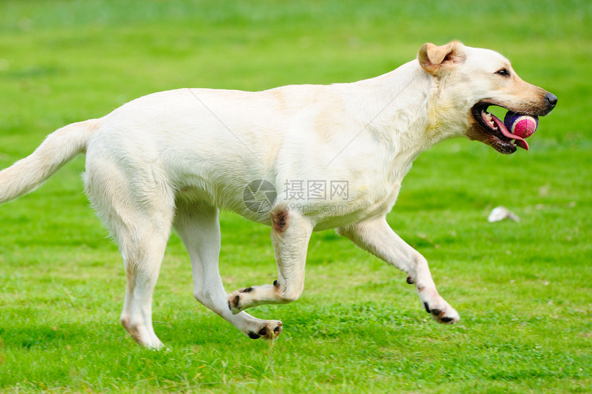 拉布拉多犬跑狗白色猎犬宠物小狗犬类跑步哺乳动物绿色草地图片