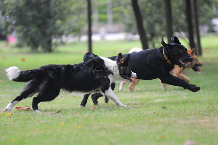 正在运行的狗狗犬类黑色伴侣团体小狗赛车哺乳动物牧羊人动物活动图片