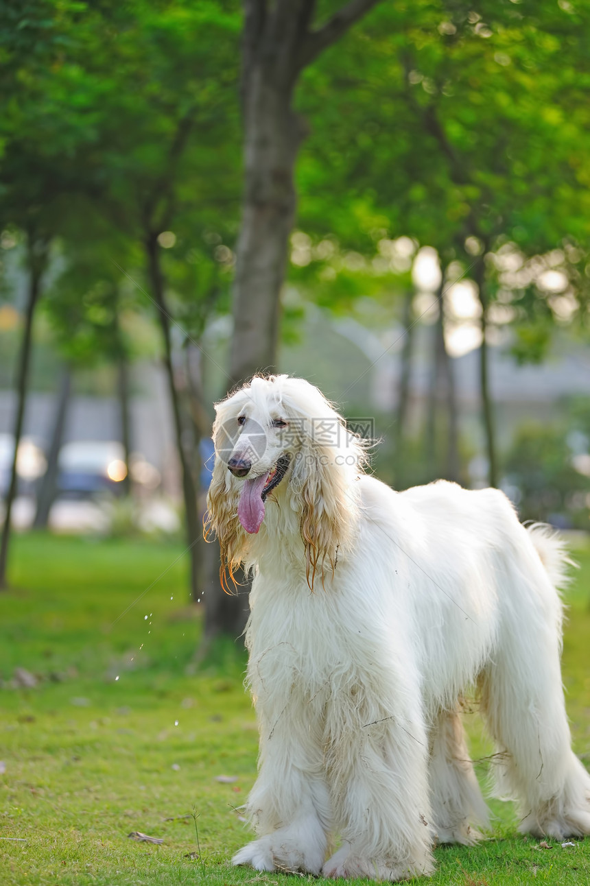 阿富汗猎犬狗宠物哺乳动物绿色猎犬公园犬类草地白色冒充动物图片