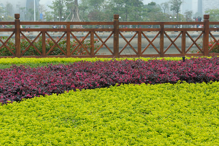 花园护栏花园园花园击剑植物曲线植物群圆圈栅栏护栏公园园艺背景