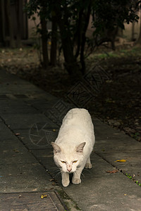 未家居猫小猫荒野流浪城市毛皮哺乳动物猫科街道白色眼睛背景图片