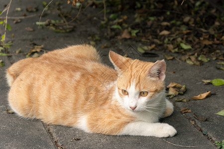 未家居猫街道荒野哺乳动物流浪小猫橙子毛皮动物地面猫科背景图片
