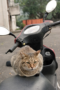 未家居猫猫咪街道动物眼睛荒野猫科摩托车毛皮小猫城市背景图片