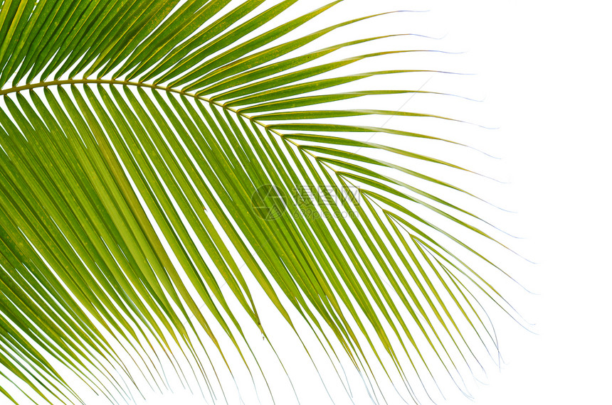 棕榈叶植物绿色叶子椰叶图片