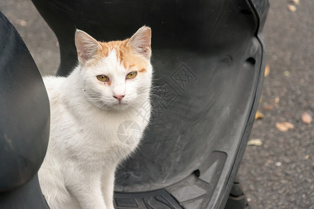 未家居猫流浪街道眼睛猫科哺乳动物动物猫咪城市摩托车荒野背景图片